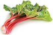 [Rhubarb]